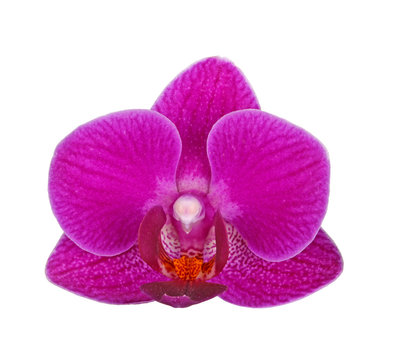 Flower of a purple Phalaenopsis orchid isolated