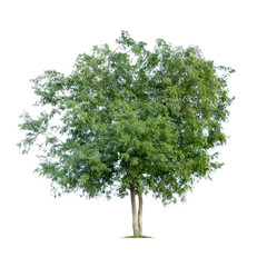 Obraz premium Isolated tree on white background