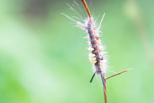 close-up hairy caterpillar on branch