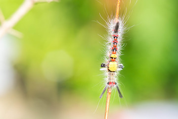 close-up hairy caterpillar on branch