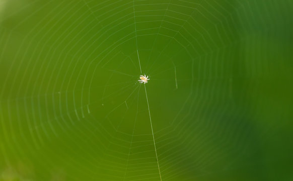 Spider with a little house.