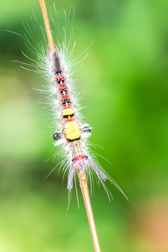 close-up hairy caterpillar on branch