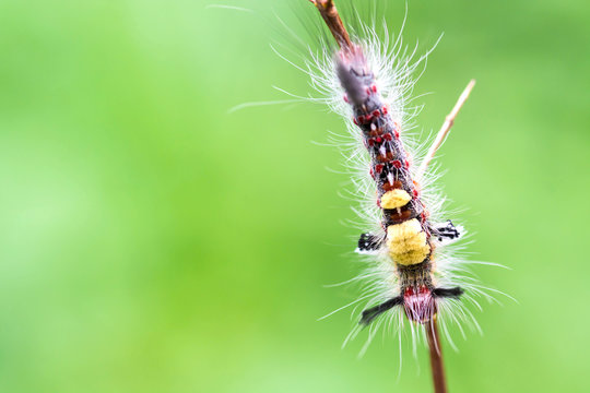 close-up hairy caterpillar on branch