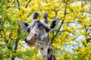 giraffe close-up
