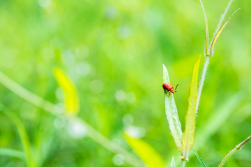 ladybug on a green leaf