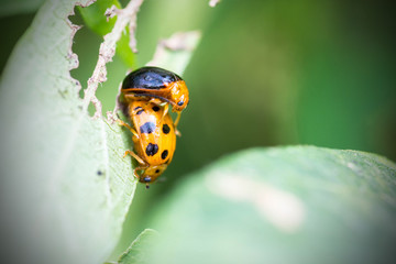 Orange beetle breeding on leaf
