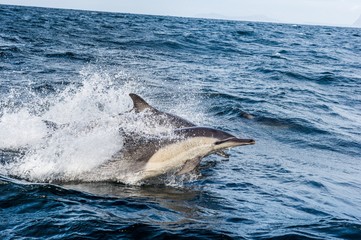 Dolphin, swimming in the ocean and hunting for fish. Dolphins swim and jumping from the water. The Long-beaked common dolphin (scientific name: Delphinus capensis)
