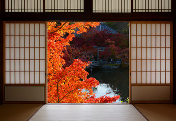 Beautiful red fall maple leaves framed by traditional Japanese room doorway