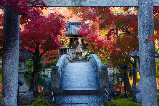 Japanese torii gate over a bridge to a pond island with a prayer shrine and red fall maple trees
