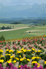 Obraz premium 高原の花畑（北海道・美瑛町）
