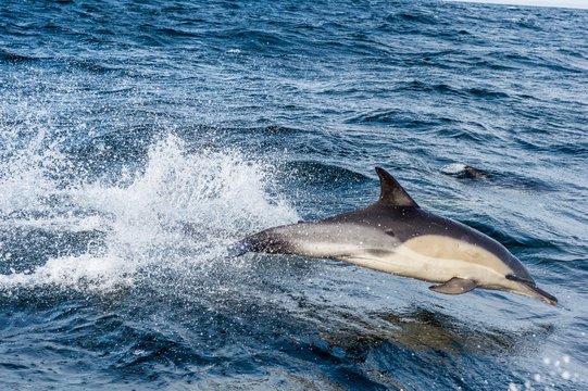 Dolphin, swimming in the ocean and hunting for fish. Dolphins swim and jumping from the water. The Long-beaked common dolphin (scientific name: Delphinus capensis)