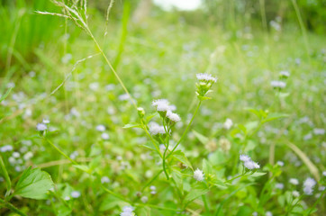 Purple flowers  for background