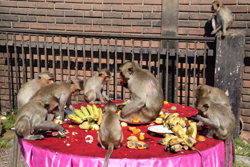 banquete mesa monos 2016 lopburi