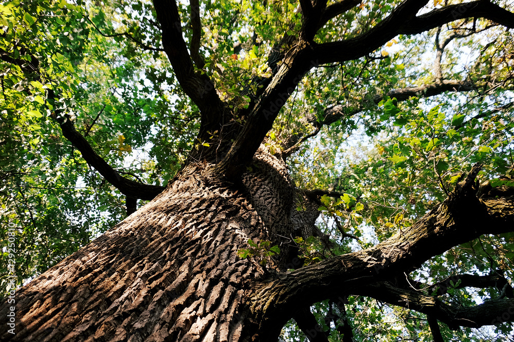 Wall mural old big tree in park