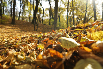 Fototapeta na wymiar Close up view of fallen leaves in autumn park