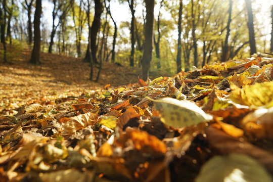 Close up view of fallen leaves in autumn park - Powered by Adobe