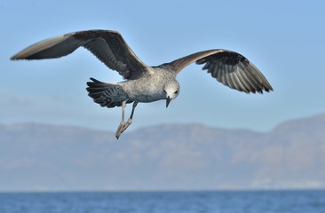 Flying Juvenile  Kelp gull (Larus dominicanus), also known as the Dominican gull and Black Backed Kelp Gull. Blue sky background. False Bay, South Africa
