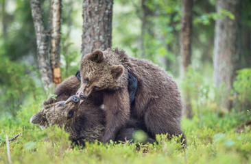The Cubs of Brown bears (Ursus Arctos Arctos)  playfully fighting, The summer forest. Natural green Background