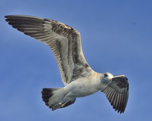 Flying Juvenile  Kelp gull (Larus dominicanus), also known as the Dominican gull and Black Backed Kelp Gull. Blue sky background. False Bay, South Africa