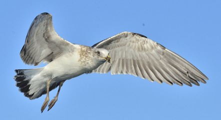 Flying Juvenile  Kelp gull (Larus dominicanus), also known as the Dominican gull and Black Backed Kelp Gull. Blue sky background. False Bay, South Africa