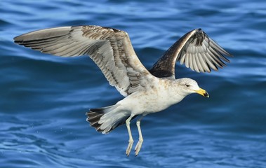 Flying Juvenile Kelp gull (Larus dominicanus), also known as the Dominican gull and Black Backed Kelp Gull. Natural blue water background of ocean . False Bay, South Africa