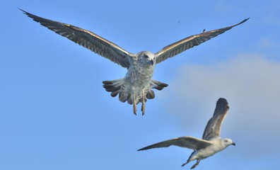 Flying Juvenile  Kelp gull (Larus dominicanus), also known as the Dominican gull and Black Backed Kelp Gull. Blue sky background. False Bay, South Africa