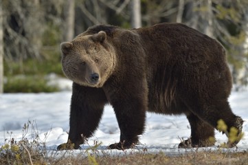 Brown Bear (Ursus arctos) in spring forest.