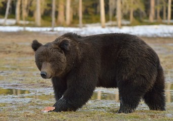 Fototapeta na wymiar Brown Bear (Ursus arctos) in spring forest.
