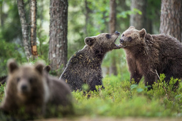 Obraz premium The Cubs of Brown bears (Ursus Arctos Arctos) playfully fighting, The summer forest. Natural green Background