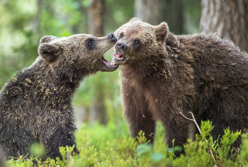 The Cubs of Brown bears (Ursus Arctos Arctos)  playfully fighting, The summer forest. Natural green Background