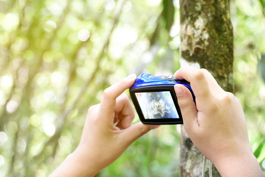 Boy's hand holding compact camera to take a photo. Young traveler man using digital camera outdoor take a picture. Focus on hand holding camera capture texture of tree. Copy space.
