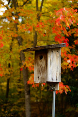 Birdhouse in Woods in Fall