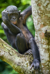The close-up portrait of juvenile Bonobo ( Pan paniscus) on the tree in natural habitat. Green natural background.