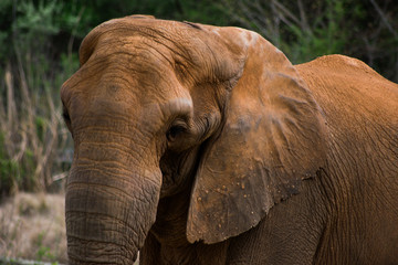 Obraz na płótnie Canvas Elephants in Nature