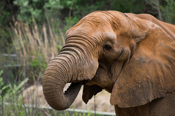 Fototapeta na wymiar Elephants in Nature