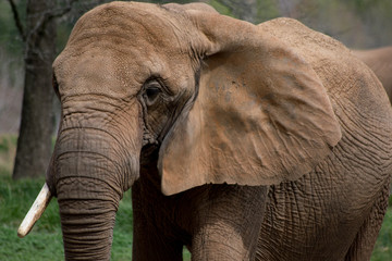 Obraz na płótnie Canvas Elephants in Nature