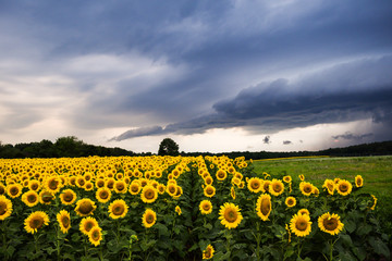Obraz premium Sunflower in field with Thunderstorms