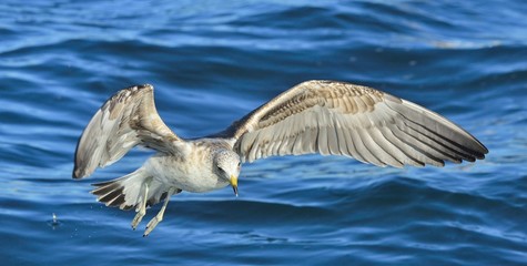 Flying Juvenile Kelp gull (Larus dominicanus), also known as the Dominican gull and Black Backed Kelp Gull. Natural blue water background of ocean . False Bay, South Africa