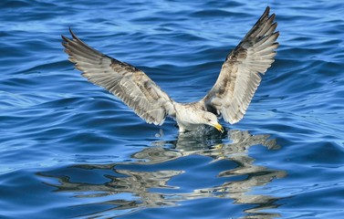 Flying Juvenile Kelp gull (Larus dominicanus), also known as the Dominican gull and Black Backed Kelp Gull. Natural blue water background of ocean . False Bay, South Africa