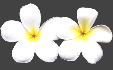 frangipani flower on white ground