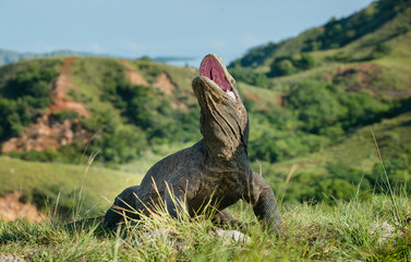The Komodo dragon (Varanus komodoensis) with an open mouth. It is the biggest living lizard in the world, Indonesia. Rinca island