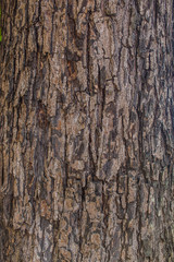 Tree bark background / texture