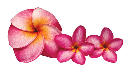Fototapeta na wymiar frangipani flower on white ground