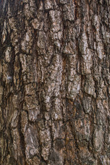 Tree bark background / texture