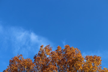 雑木林　紅葉　青空