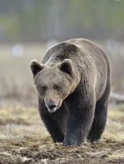 The Brown Bear (Ursus arctos)  on the swamp in spring forest.