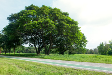 Grass fields and tree with sky