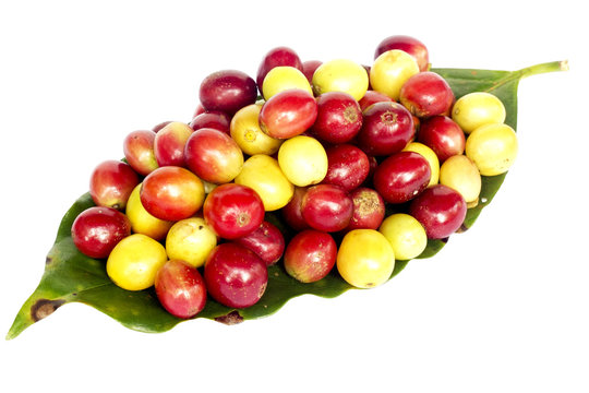 coffee beans on green leaf.