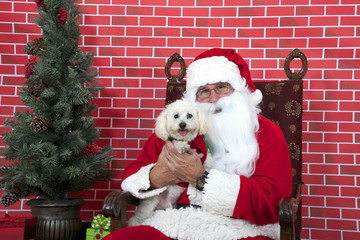Santa Claus with white long haired small dog sitting on a tatted chair, red brick background. Santa Paws.