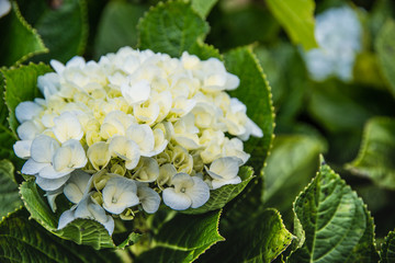 Flowers in the design of natural dark tones.